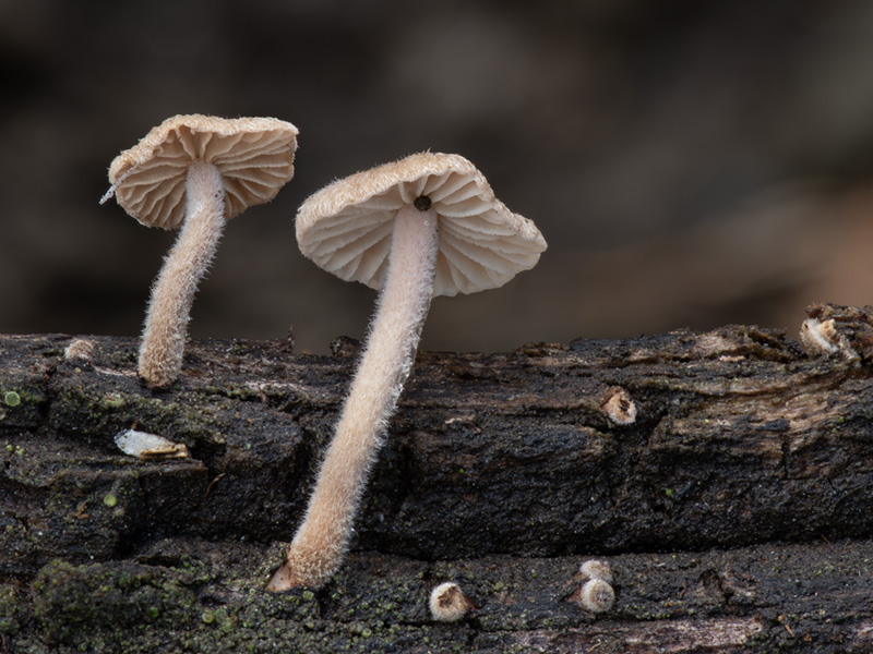 Crinipellis tomentosa